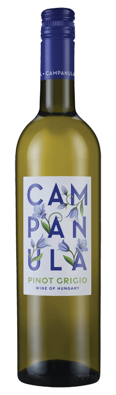 Campanula Pinot Grigio Campanula Pinot Grigio